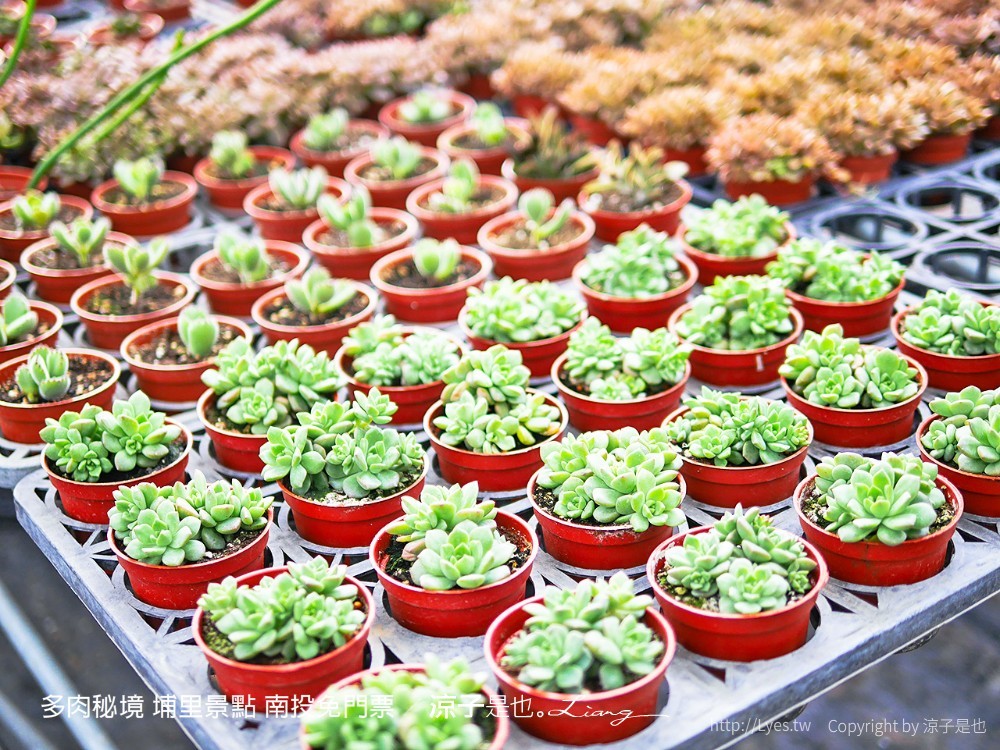 多肉秘境 埔里景點 南投免門票