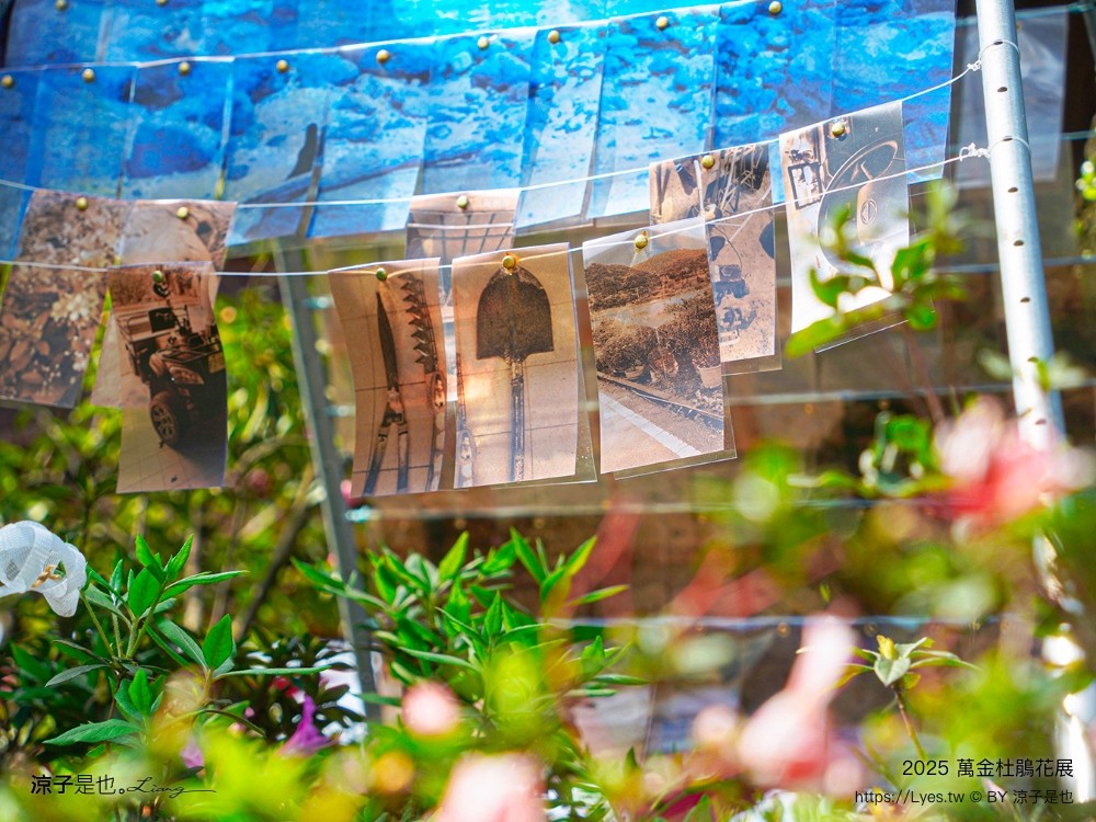 萬金杜鵑花展2025 金山中山溫泉公園 新北景點 北海岸活動 交通 展期 花藝造景 打卡必拍 懶人包