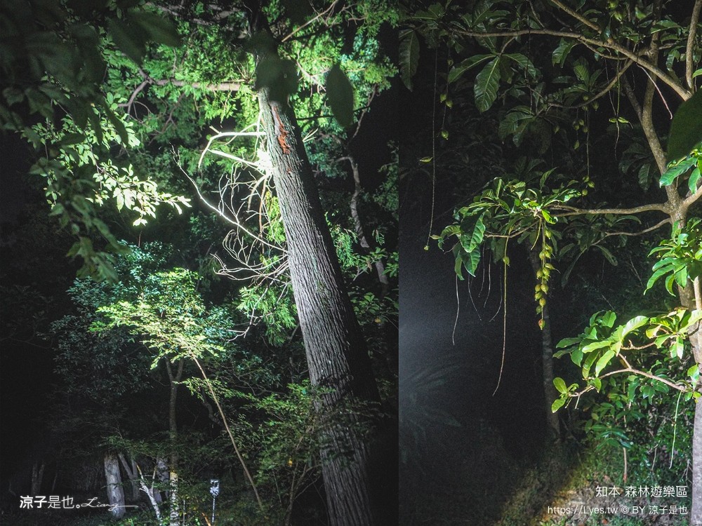 知本森林遊樂區 台東親子景點 夜探知森 夜間導覽 星象導覽 國家森林 台東景點 知本景點