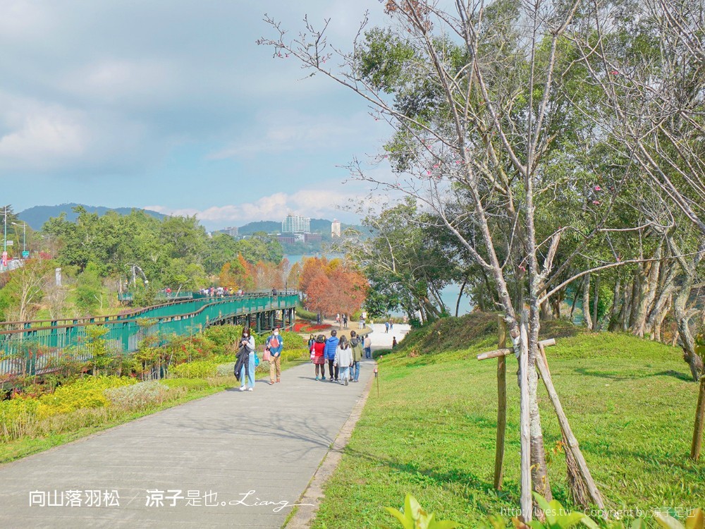 向山落羽松 日月潭自行車道 湖畔 落羽松步道 日月潭景點推薦 IG打卡 南投親子