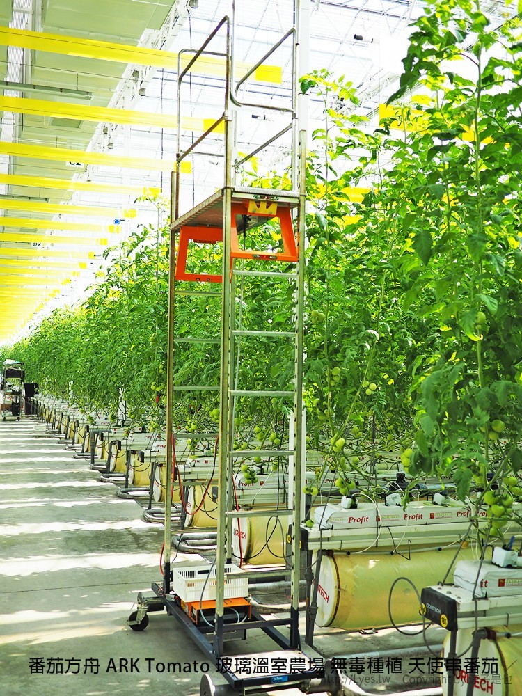番茄方舟 ARK Tomato 玻璃溫室農場 無毒種植 天使串番茄