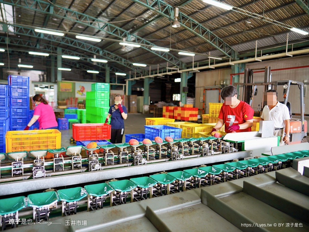 玉井青果市場 玉井市場 台南景點 玉井芒果批發 便宜芒果 台南旅遊