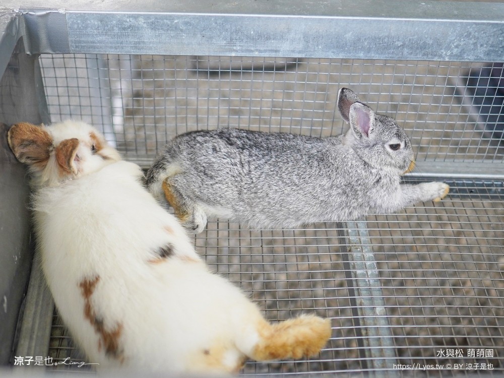 水與松萌萌園 門票 埔里 親子景點 動物園 埔里一日遊推薦 南投農場 羊駝 水豚君 南投景點