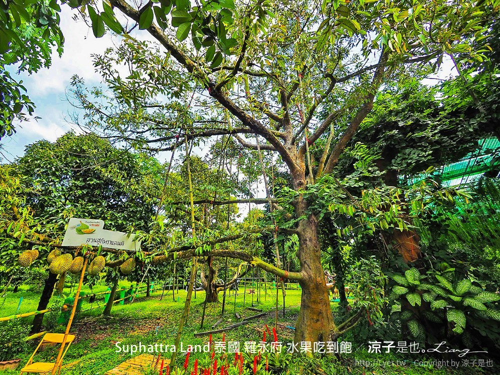suphattra land 泰國 羅勇府 水果吃到飽