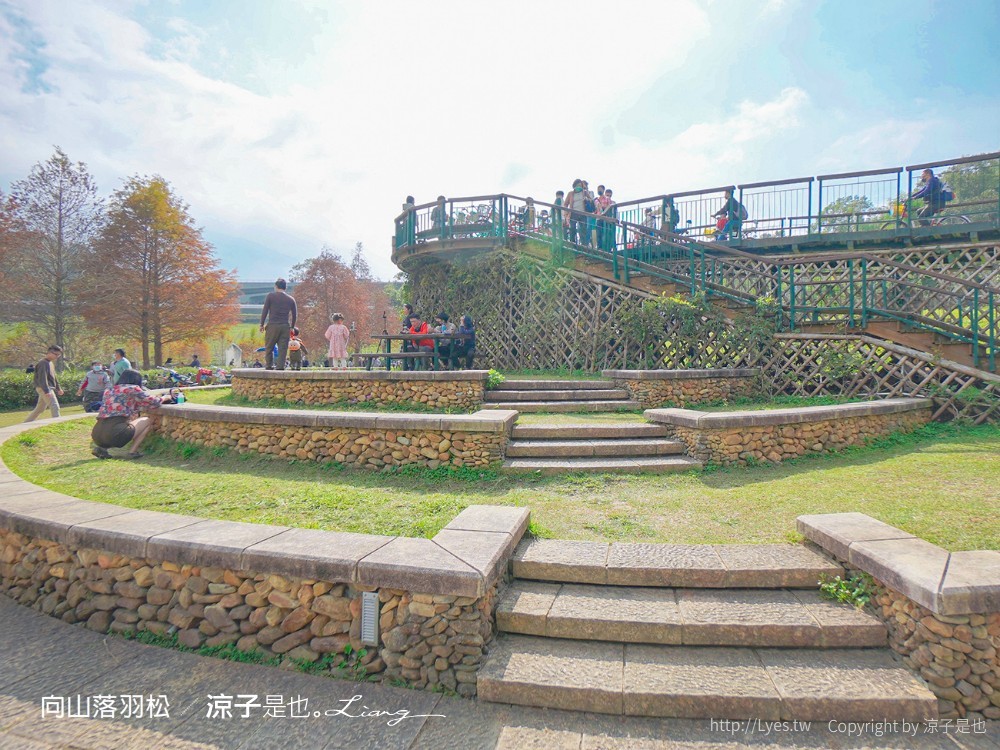 向山落羽松 日月潭自行車道 湖畔 落羽松步道 日月潭景點推薦 IG打卡 南投親子