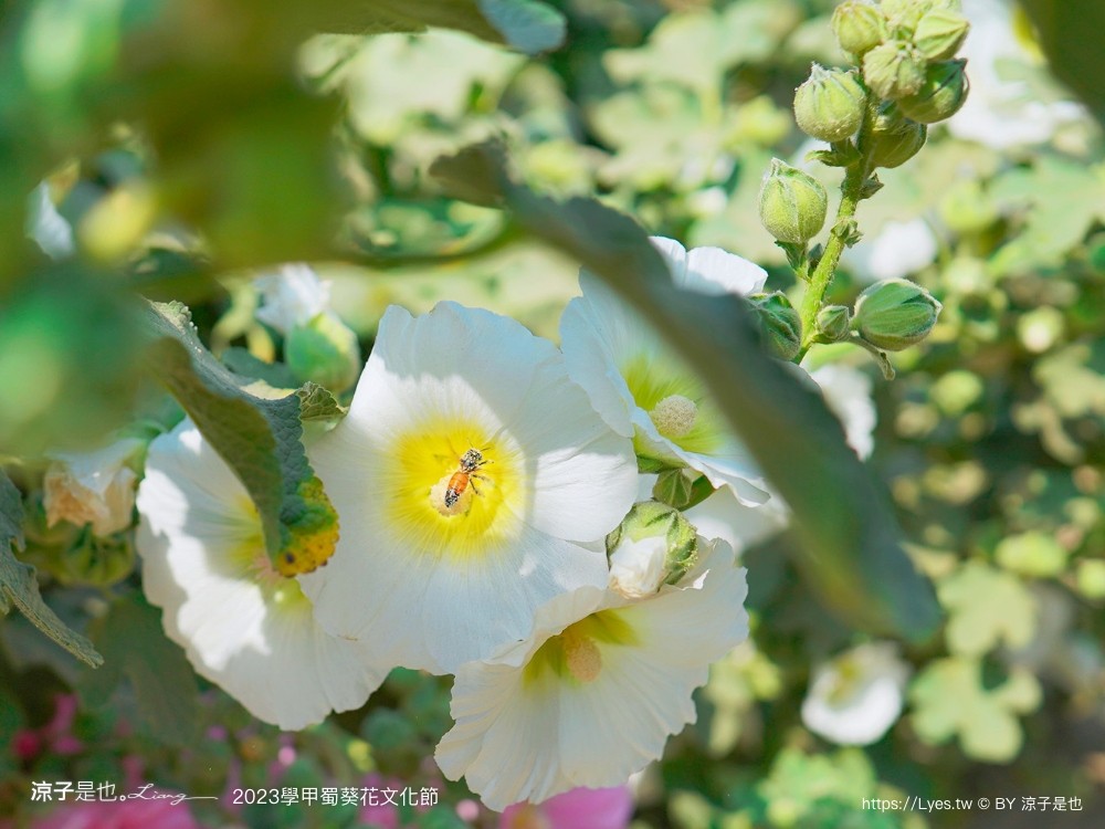 學甲蜀葵花文化節 2023 蜀葵花季 一丈紅迷宮 紫色鼠尾草 季節 花況 交通 學甲景點