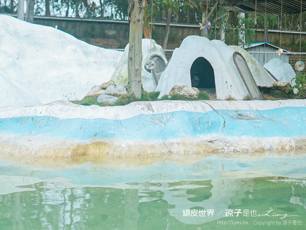 頑皮世界野生動物園攻略 門票優惠 台南親子景點 南台灣動物園 水豚君 長頸鹿 遊樂設施 戲水池