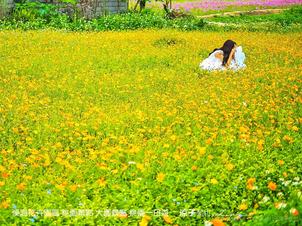 溪海休閒農業區 溪海花卉園區 桃園景點 大園景點 桃園一日遊