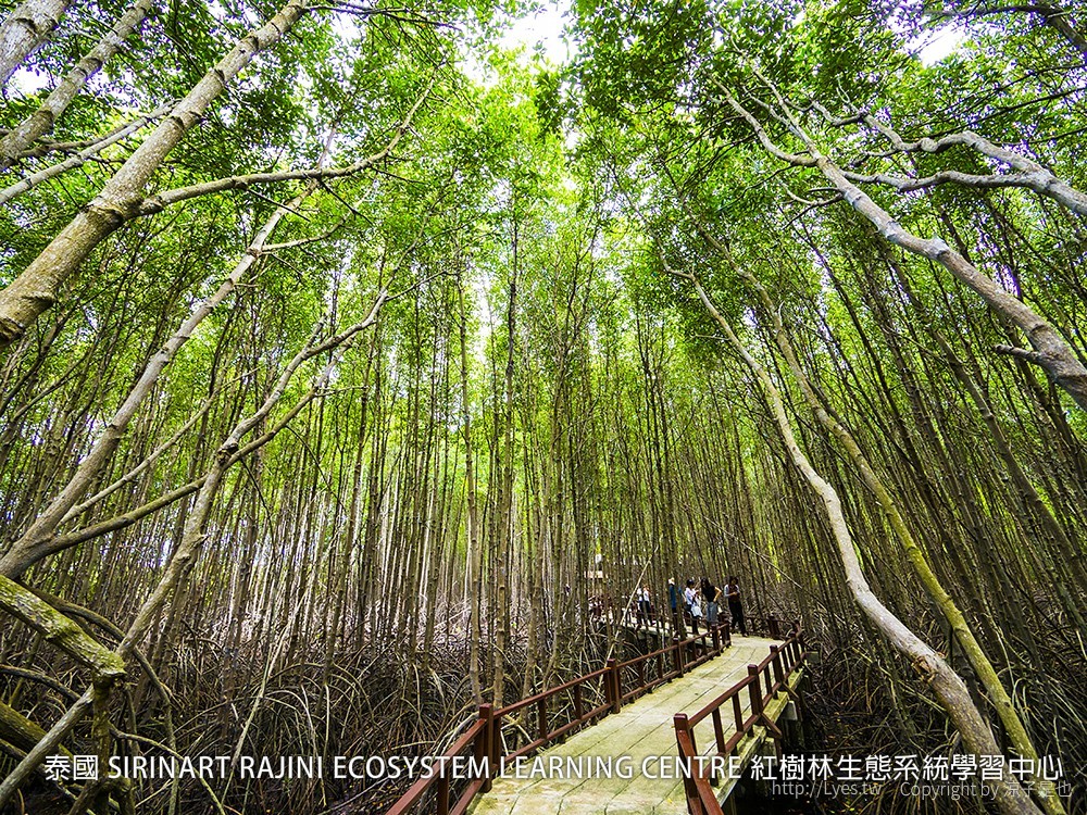 泰國 SIRINART RAJINI ECOSYSTEM LEARNING CENTRE 紅樹林生態系統學習中心