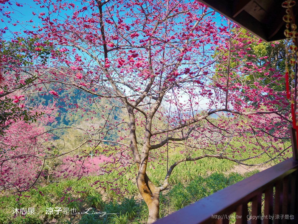沐心泉休閒農場 2022 櫻花花況 票價 台中景點 預約 新社 親子景點 接泊車 白雪木 黃金楓