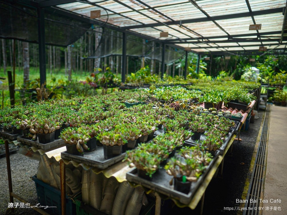 Baan Bai Tea Café 攀牙 咖啡館 推薦 普吉島美食 泰國茶飲 攀牙甜點 下午茶 普吉島一日遊