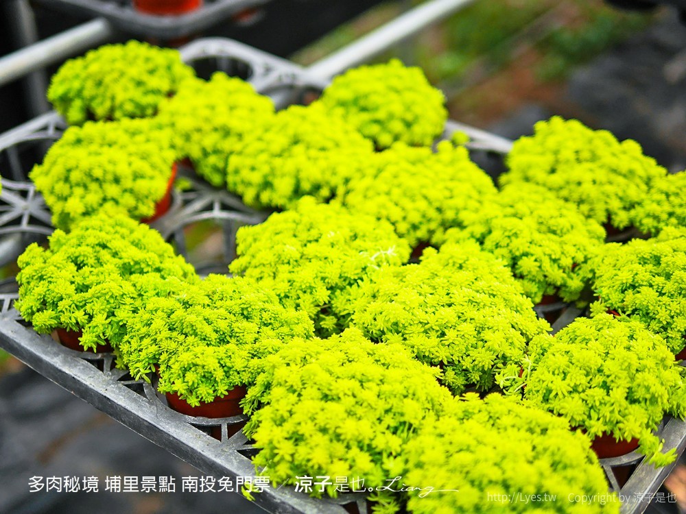 多肉秘境 埔里景點 南投免門票