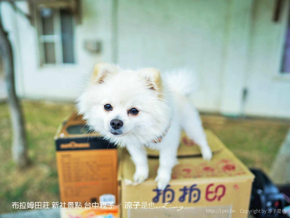 布拉姆田莊 新社景點 台中親子景點 新社美食 親子DIY 台中景點 台中親子景點 DIY活動
