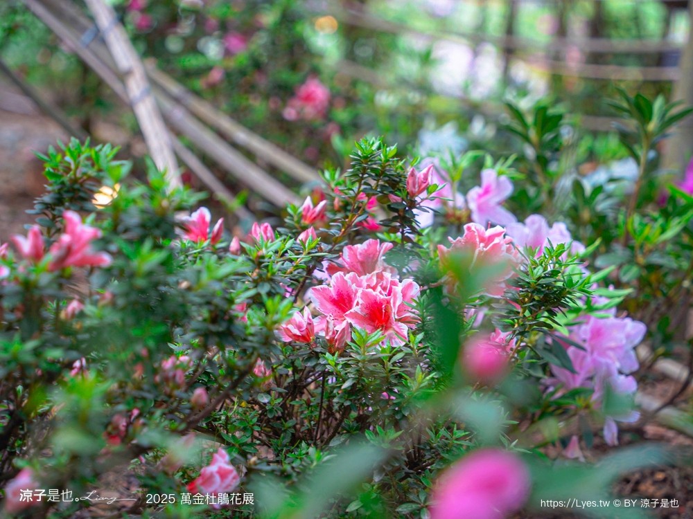 萬金杜鵑花展2025 金山中山溫泉公園 新北景點 北海岸活動 交通 展期 花藝造景 打卡必拍 懶人包