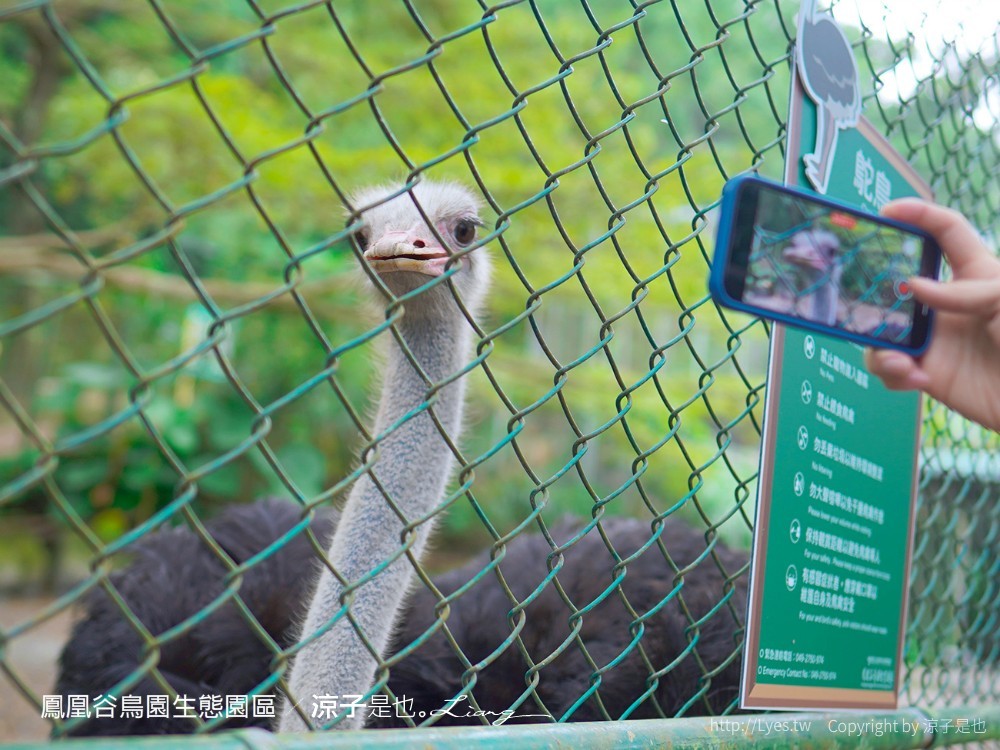 鳳凰谷鳥園生態園區 南投 親子景點 森林溜滑梯 賞鳥 DIY 鹿谷 步道 吊橋 瀑布