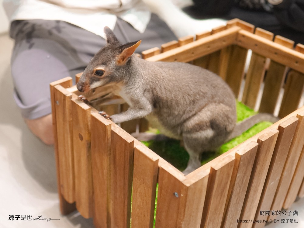財閥家的公子貓 台南擼貓咖啡廳 台南景點推薦 狐獴 台南親子景點 室內景點 貓咪咖啡館 浣熊 狐獴 袋鼠 球蟒 雪貂 守宮