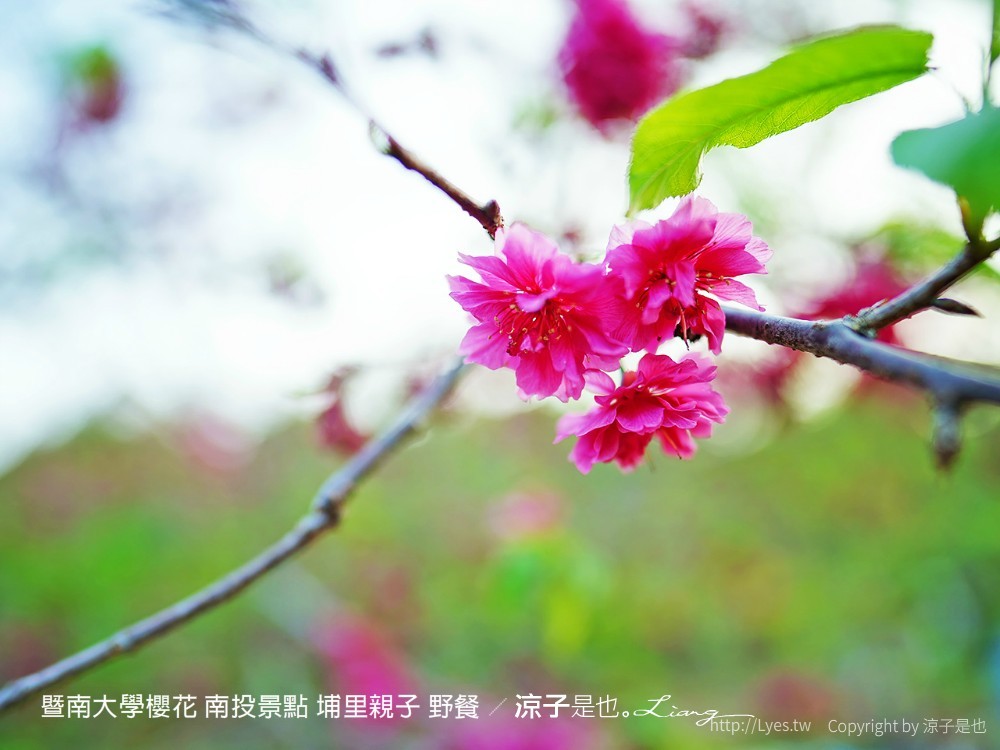 暨南大學櫻花 南投景點 埔里親子 野餐