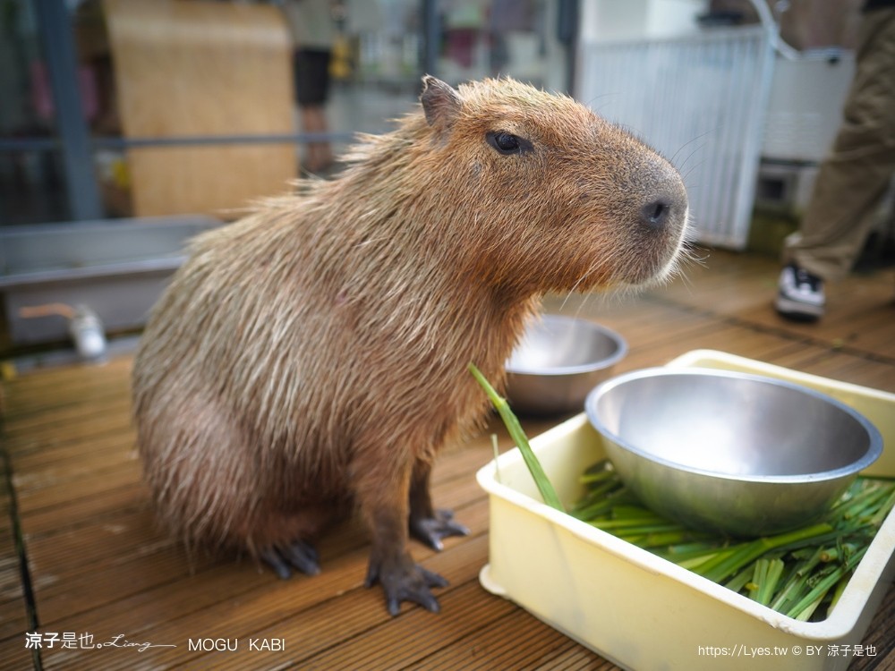 mogu kabi 豆塔專賣店 台南水豚景點 菜單 台南甜點推薦 夏威夷豆塔 台南水豚下午茶 水果塔 水豚打卡景點