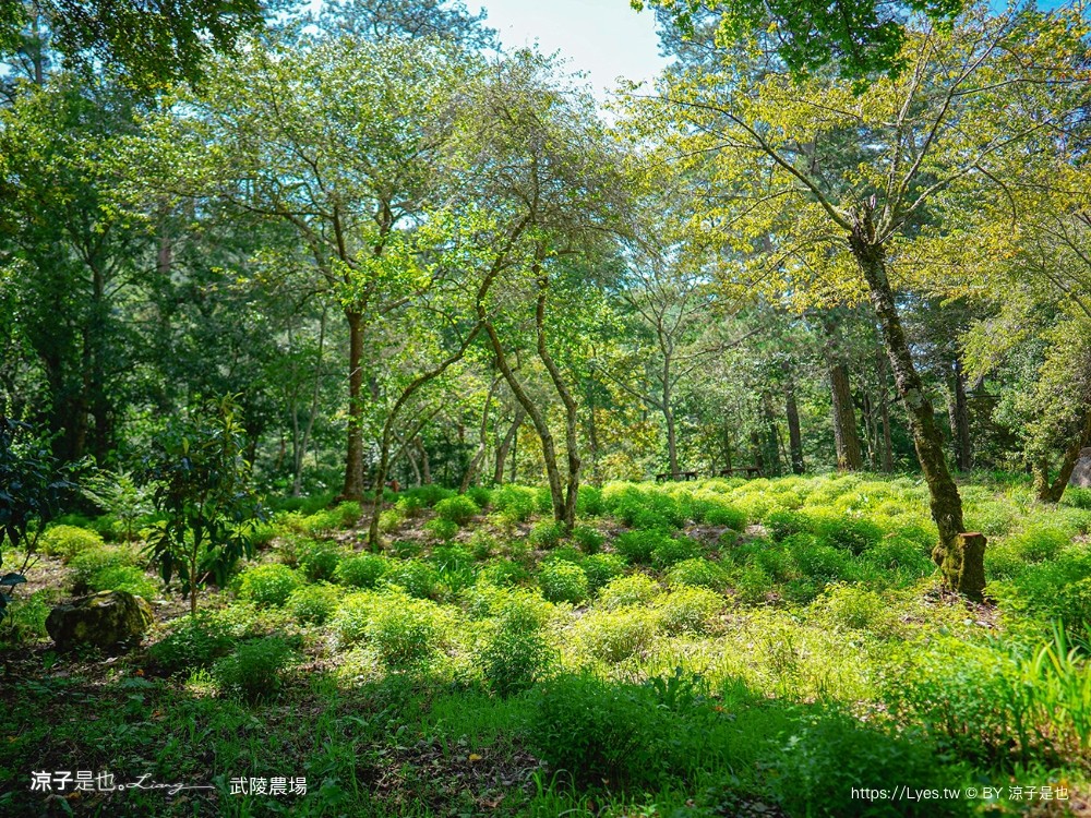 福壽山農場 民宿房型 住宿 露營 賞楓