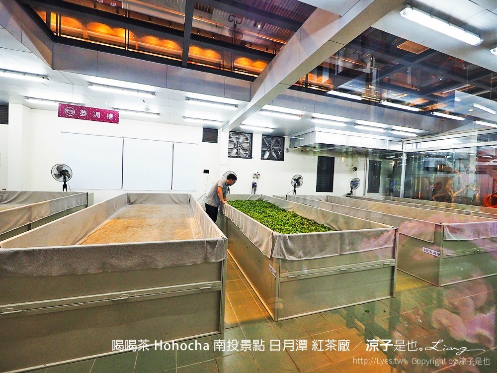 喝喝茶 hohocha 南投景點 日月潭 紅茶廠