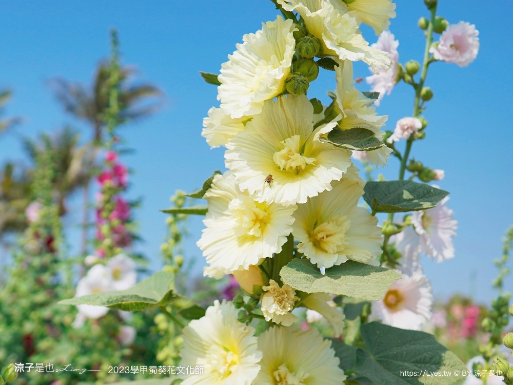 學甲蜀葵花文化節 2023 蜀葵花季 一丈紅迷宮 紫色鼠尾草 季節 花況 交通 學甲景點