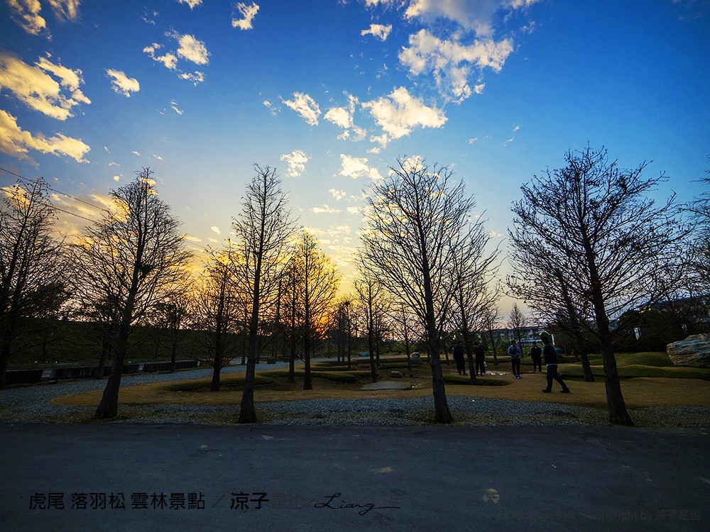 虎尾 落羽松 雲林景點