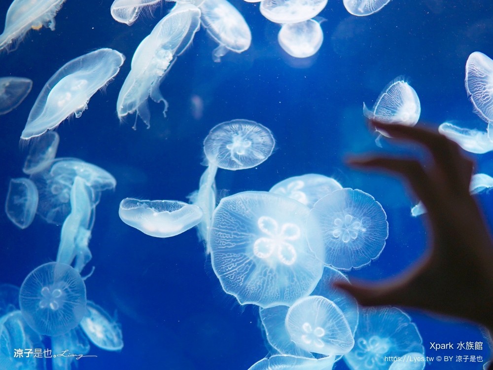 xpark水族館 門票優惠 桃園 親子景點 最新攻略 必看展區 美食餐廳 交通 停車 住宿
