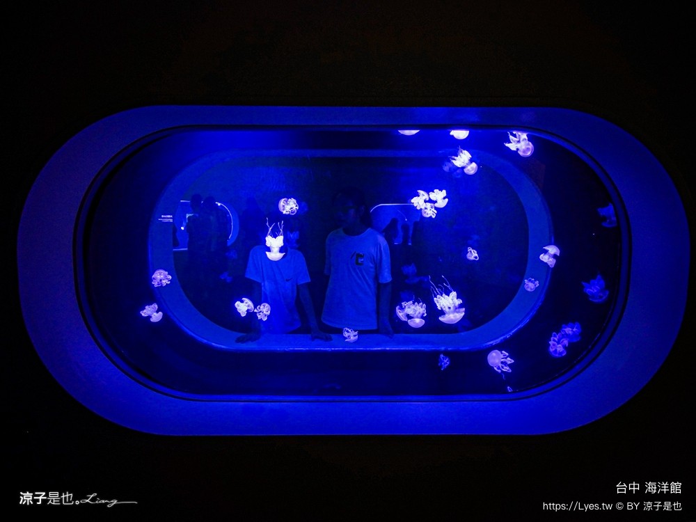 台中海洋館 門票優惠 交通 八大展區 免費票 台中親子景點 台中景點推薦 懶人包 攻略 必看特色
