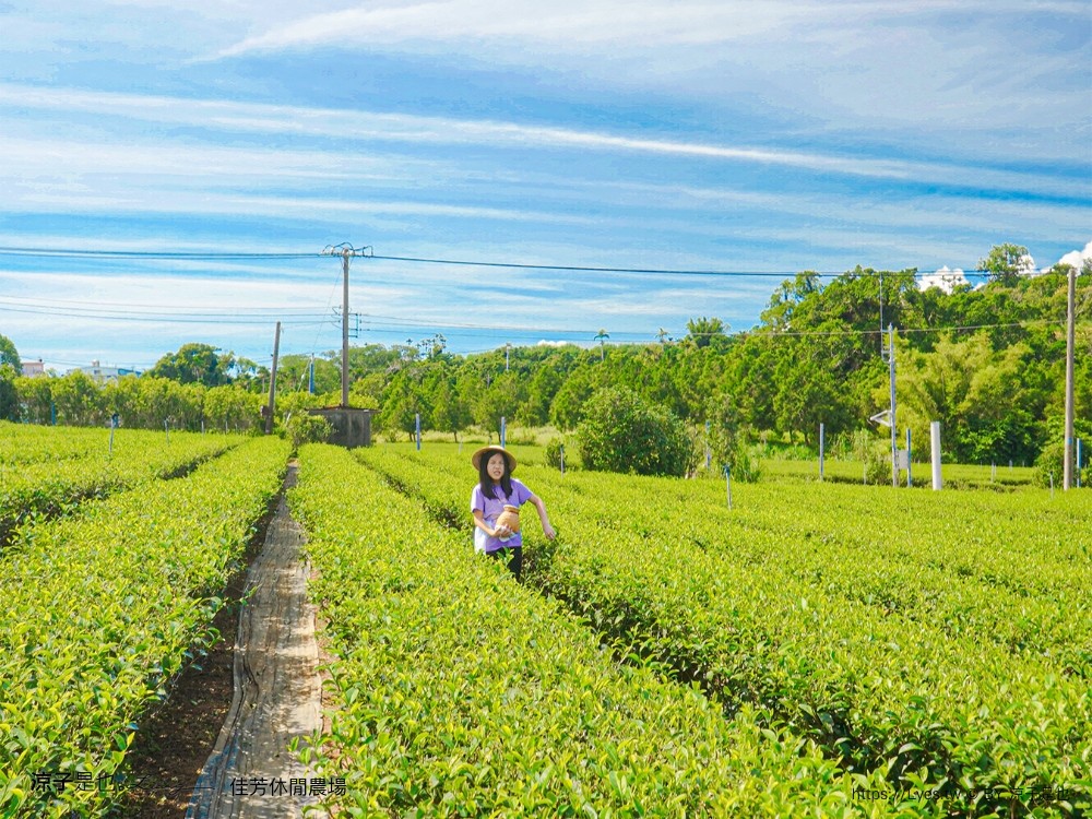 佳芳休閒茶園 台東景點 親子景點 初鹿景點 有機茶園 台東採茶 台東茶園 蛋捲diy體驗 台東一日遊