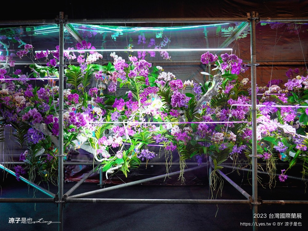 台灣國際蘭展 門票 2023時間 台南景點 魔境 恐龍 親子diy 必看亮點 台南限定蘭花