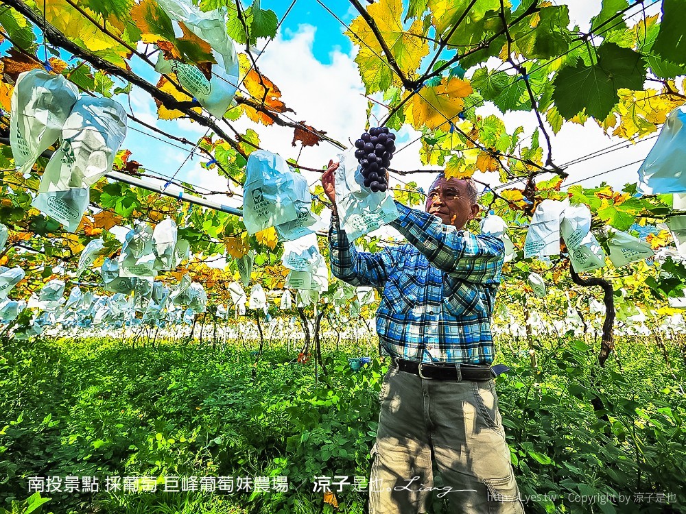 南投景點 採葡萄 巨峰葡萄妹農場