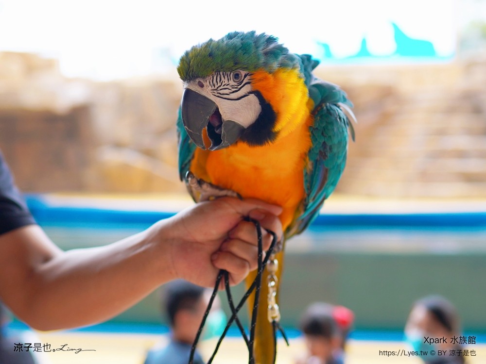 xpark水族館 門票優惠 桃園 親子景點 最新攻略 必看展區 美食餐廳 交通 停車 住宿