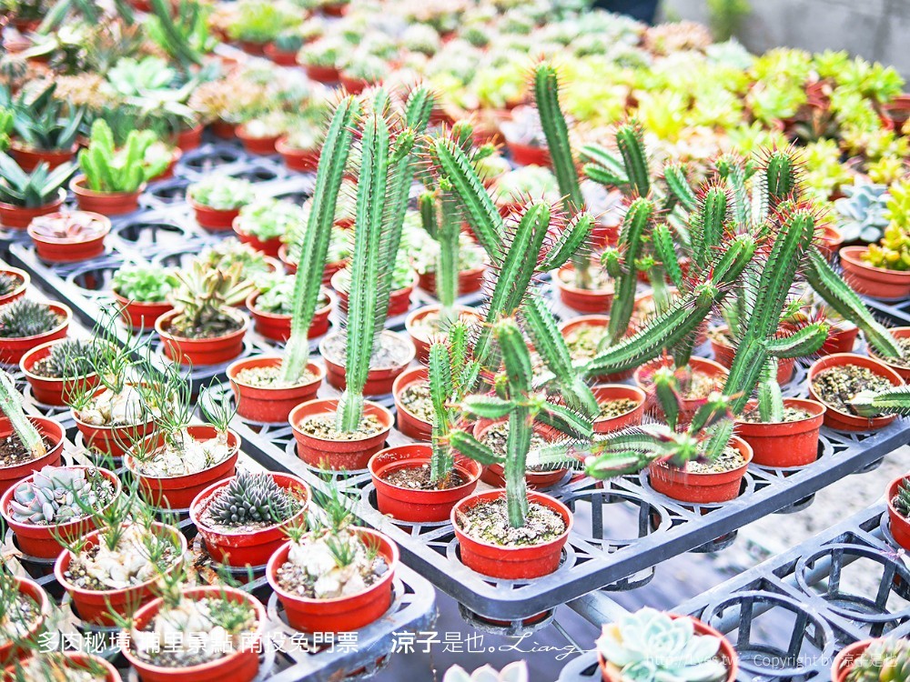 多肉秘境 埔里景點 南投免門票