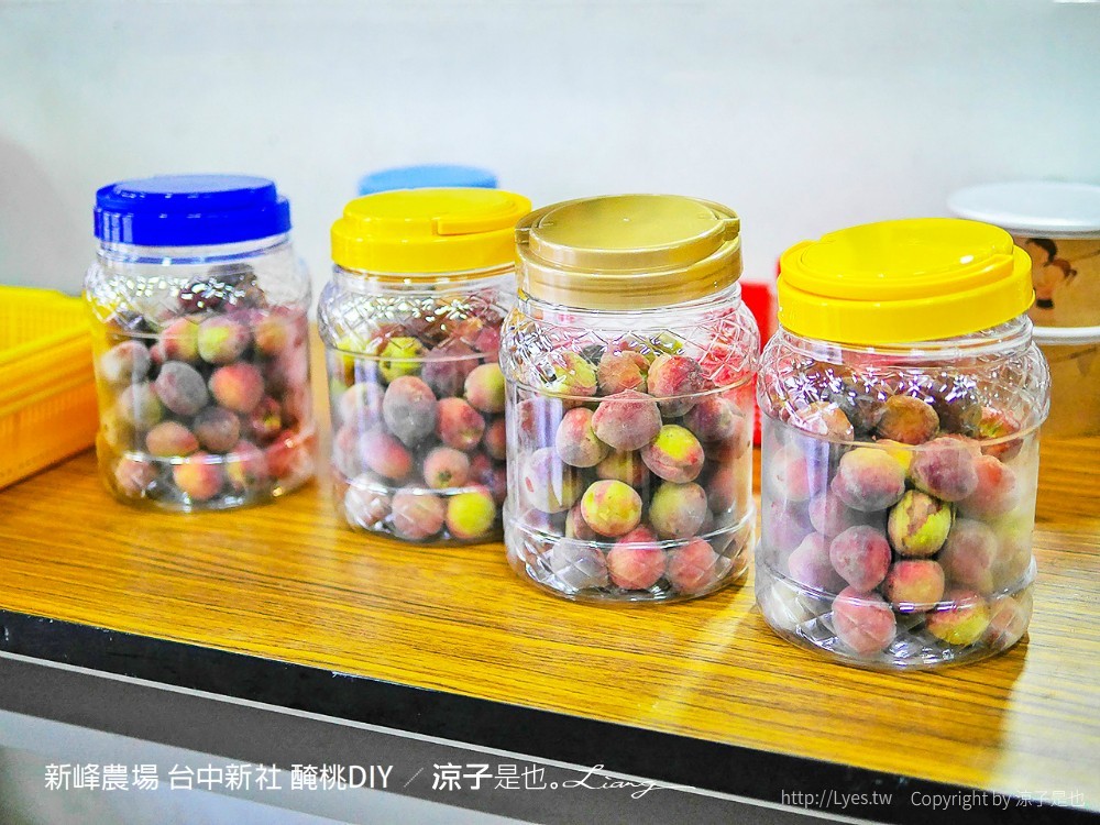 新峰農場 台中新社 醃桃DIY