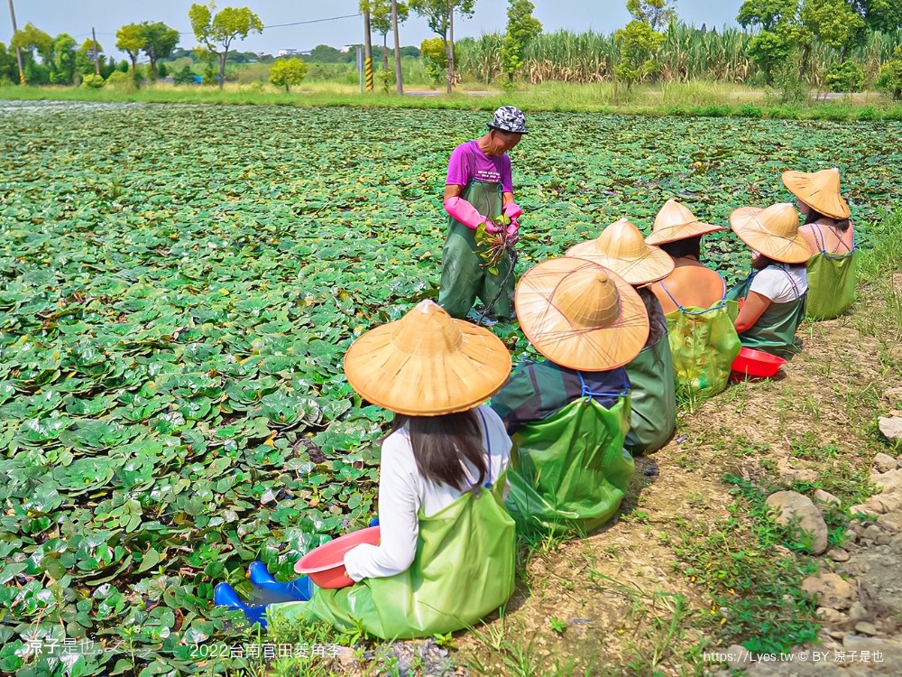 台南親子景點 2022 台南官田菱角季 官田菱角節 採紅菱體驗 划船 台南伴手禮