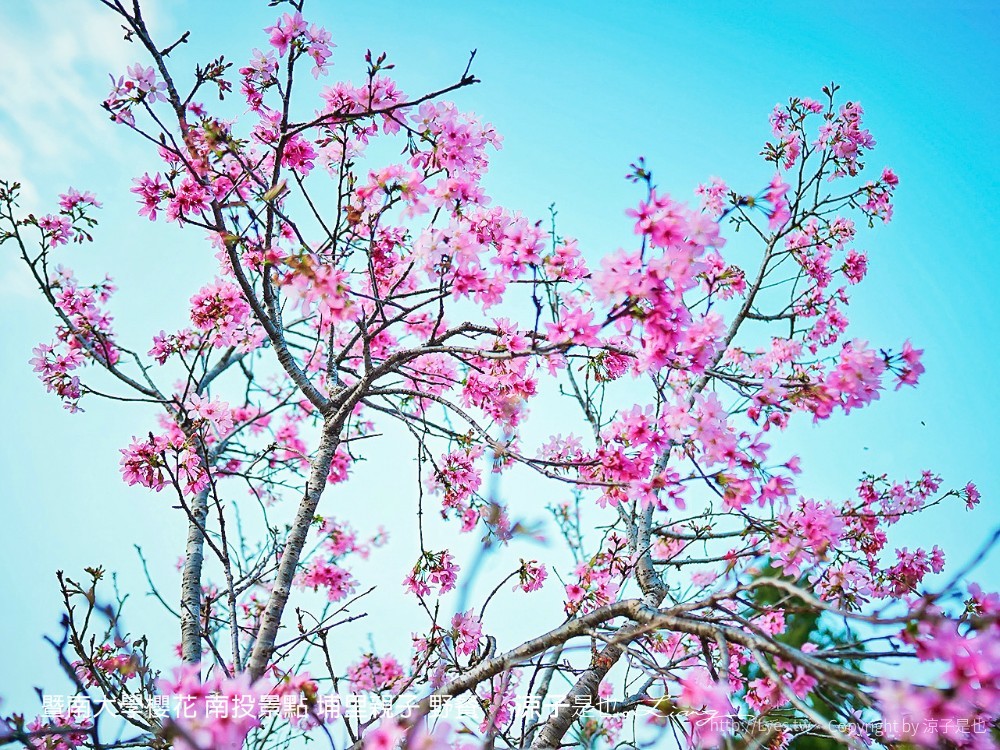 暨南大學櫻花 南投景點 埔里親子 野餐