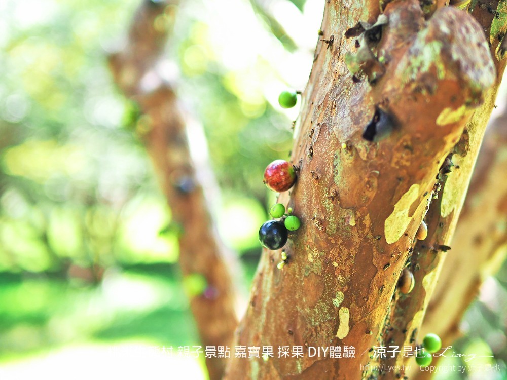 桃米生態村 南投埔里 親子景點 嘉寶果 採果 diy體驗