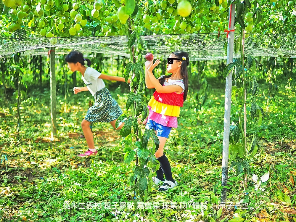 桃米生態村 南投埔里 親子景點 嘉寶果 採果 diy體驗