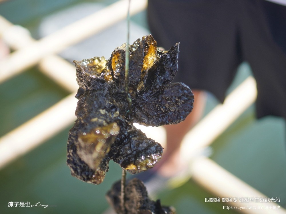 四鯤鯓鯤鯓湖紅樹林生態觀光船 台南親子景點 台南紅樹林 台南新景點 台南一日遊 生態旅遊 蚵殼diy體驗 導覽觀光船