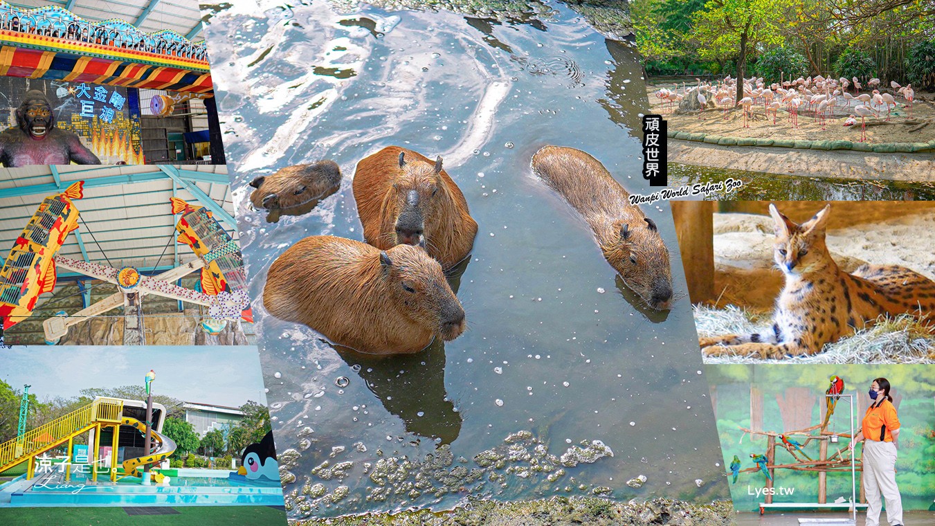 台南-頑皮世界攻略!頑皮世界野生動物園10件你需要知道的事!門票優惠、必看動物、水豚君互動預約、親子設施 潮Way台南就醬玩