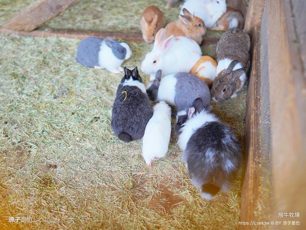 苗栗 飛牛牧場住宿 房型 早餐 四人房 2天1夜 園區門票 票價 苗栗親子飯店推薦