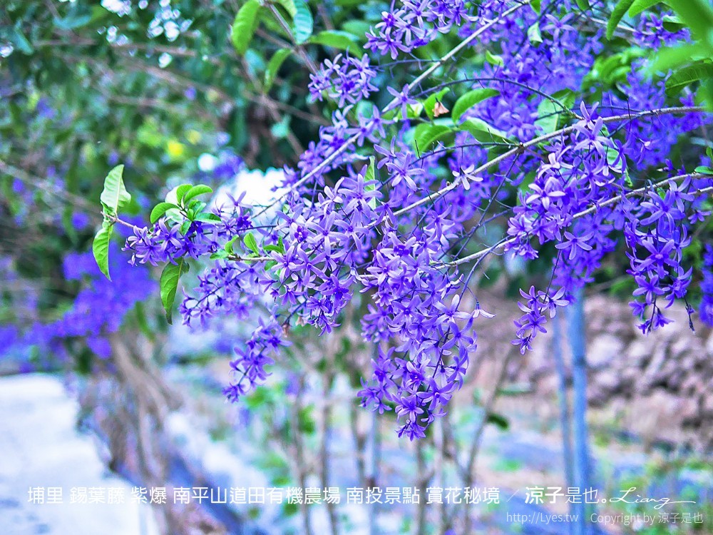 埔里 錫葉藤 紫爆 南平山道田有機農場 南投景點 賞花秘境