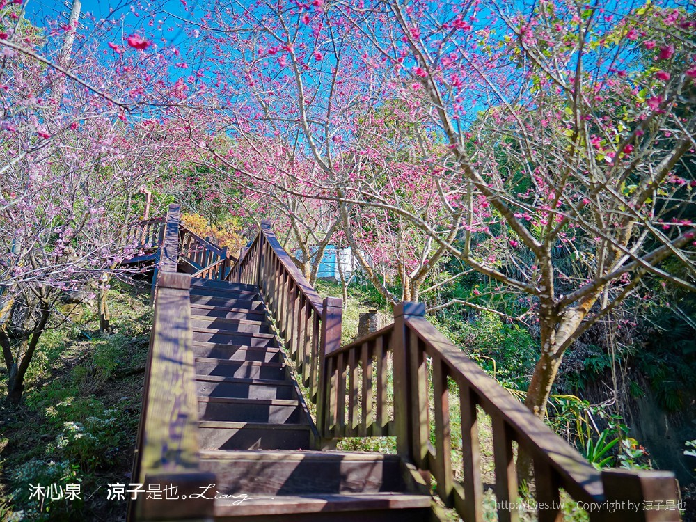 沐心泉休閒農場 2022 櫻花花況 票價 台中景點 預約 新社 親子景點 接泊車 白雪木 黃金楓