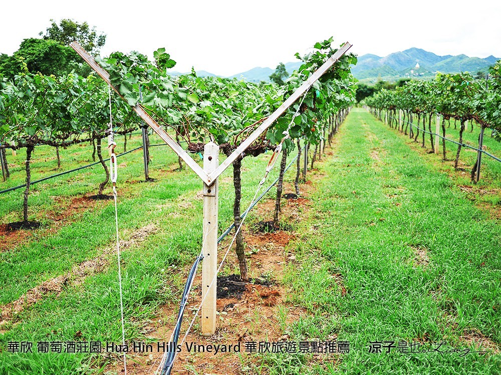 華欣 葡萄酒莊園 Hua Hin Hills Vineyard 華欣旅遊景點推薦