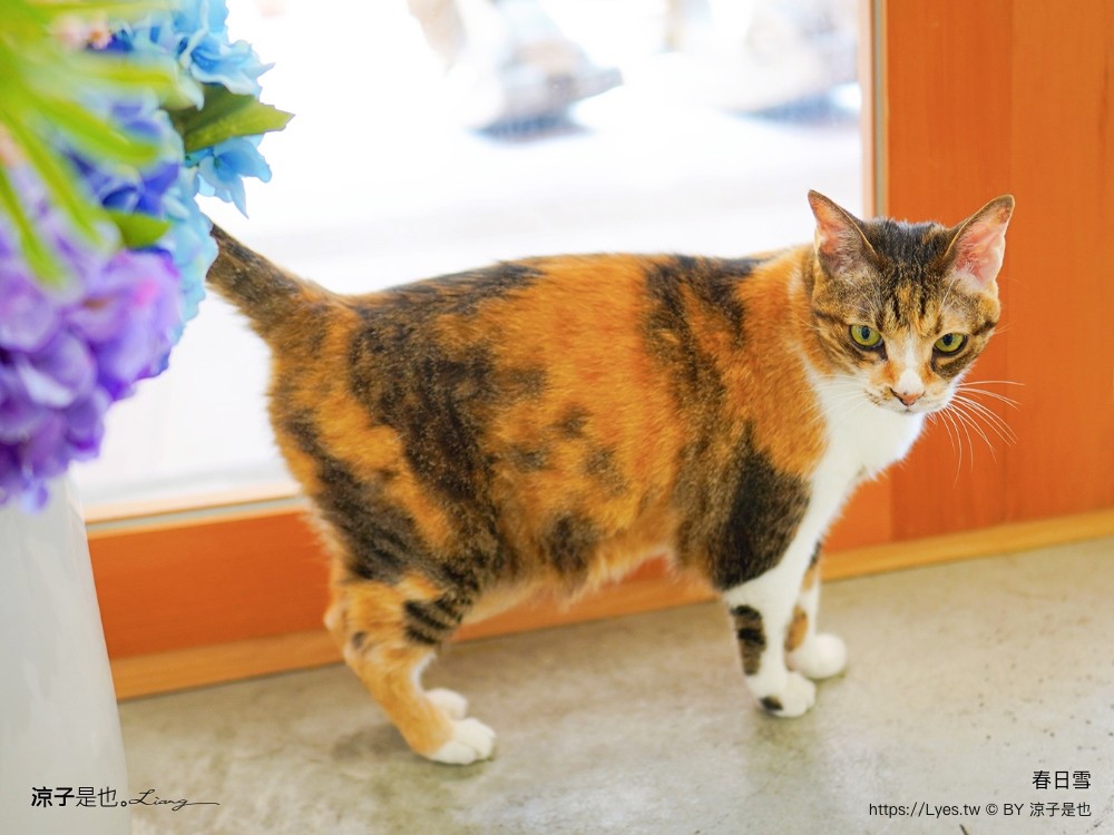 春日雪 雪花冰 菜單 台中北區 抹茶冰 一中商圈 美食冰品 餐廳 雪花冰 抹茶冰 一中商圈 美食冰品 貓咪餐廳