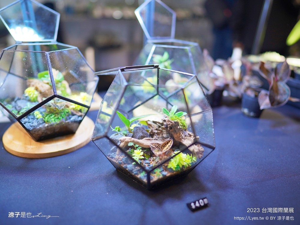 台灣國際蘭展 門票 2023時間 台南景點 魔境 恐龍 親子diy 必看亮點 台南限定蘭花