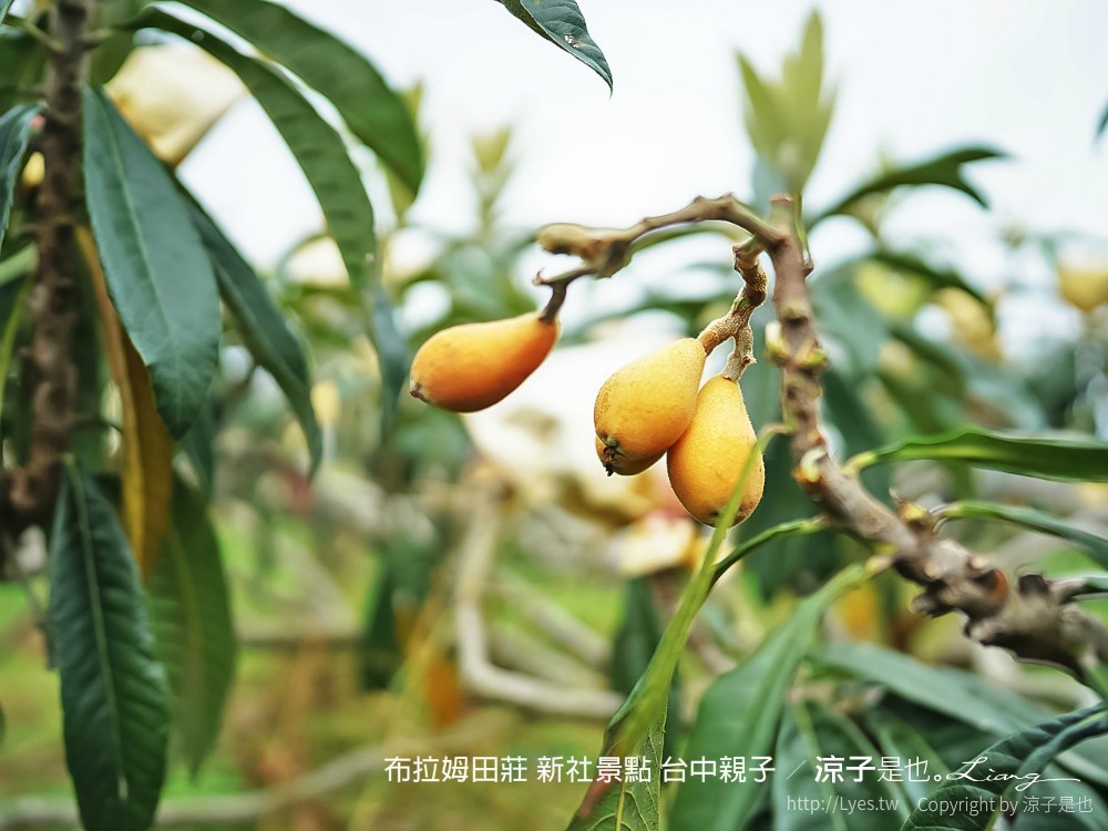 布拉姆田莊 新社景點 台中親子景點 新社美食 親子DIY 台中景點 台中親子景點 DIY活動