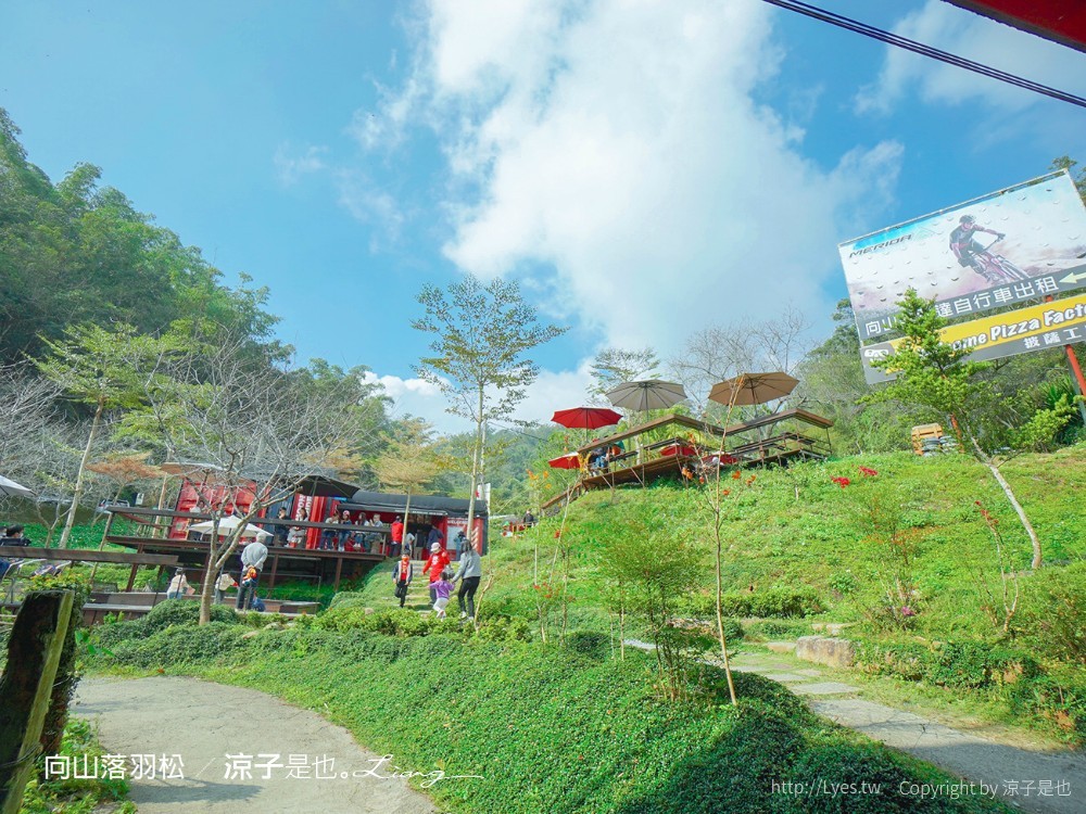 向山落羽松 日月潭自行車道 湖畔 落羽松步道 日月潭景點推薦 IG打卡 南投親子