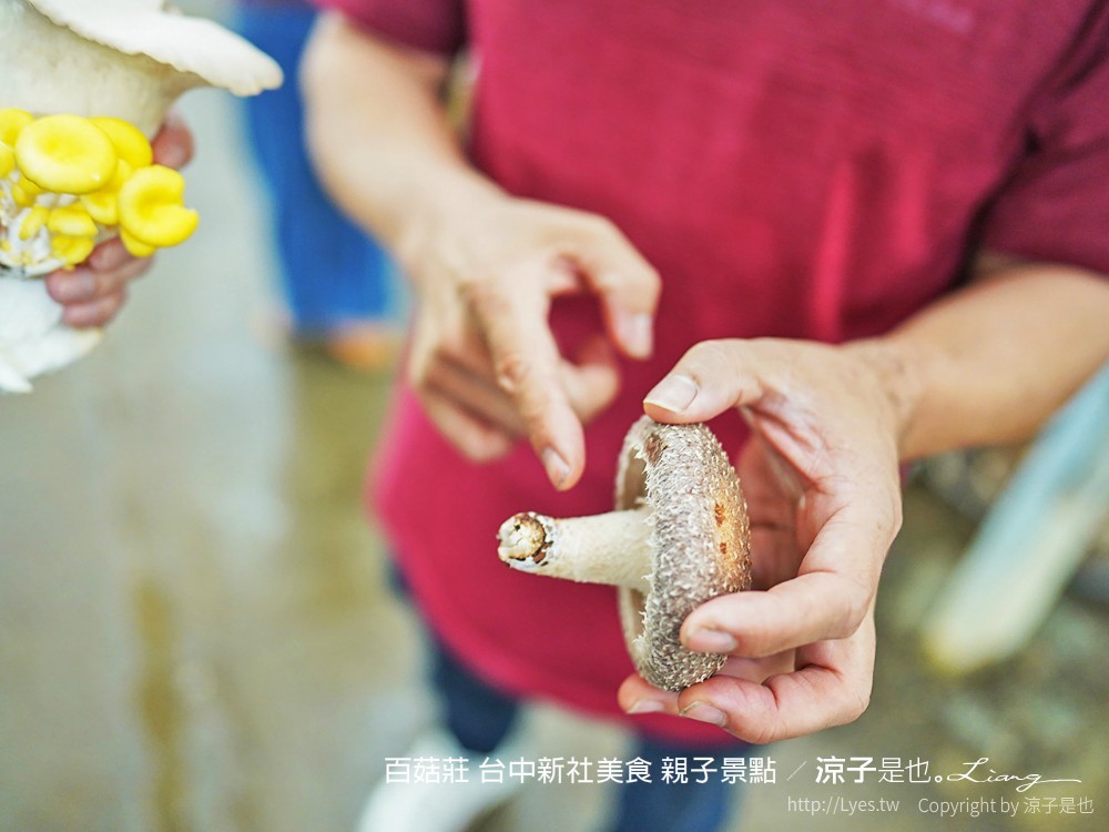 百菇莊 台中新社美食 親子景點