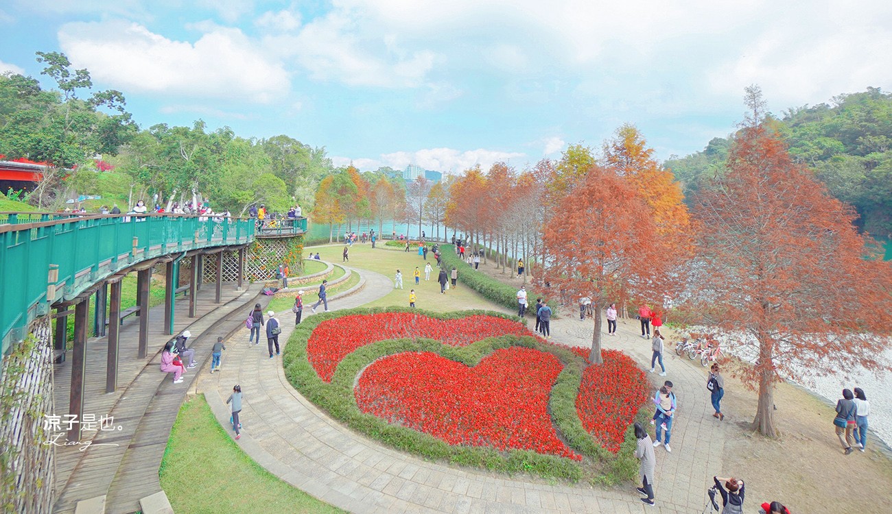 向山落羽松 日月潭自行車道 湖畔 落羽松步道 日月潭景點推薦 IG打卡 南投親子